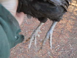 Chicken Scaly Leg Mites Healed Legs