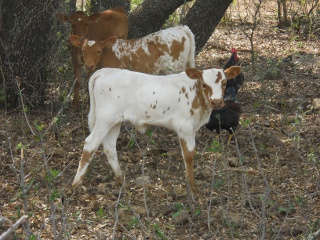 New Longhorn Heifer Calf Clara