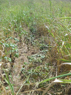 Half Picked Row of Cocklebur Weeds