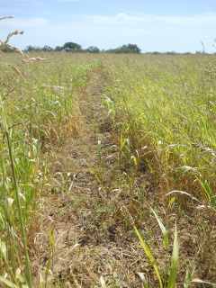 Fully Picked Row of Cocklebur Weeds