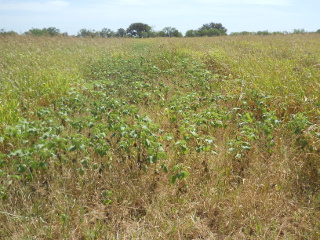Row of Cocklebur Weeds
