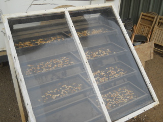 Pumpkin Seeds on Solar Food Dehydrator