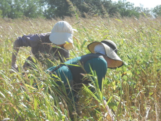 Community Work Day Ladies Weed Pulling