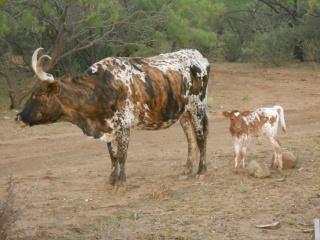 New Longhorn Heifer Calf Cora with Her Dam