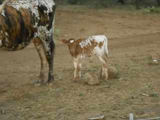 New Longhorn Heifer Calf Cora