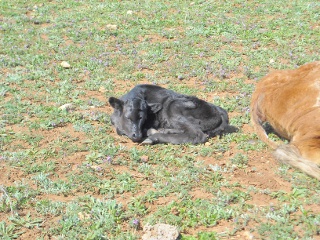 New Longhorn Bull Calf Cuervo