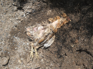 Dead Chicken