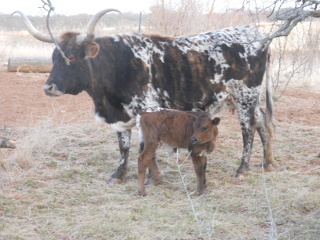 New pure Longhorn bull calf Domingo
