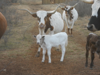 New Texas Longhorn Bull Calf donato