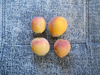 Drought 2011 Peaches