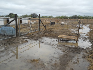 Drought 2011 Oct Rain Fields