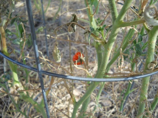 Drought 2011 Tomato