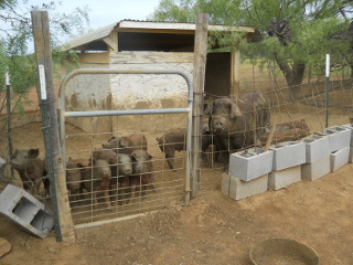 New Duroc Piglets 2013 - At 8 Weeks Old