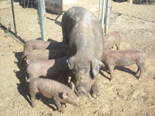 Duroc Pig Missy with Piglets