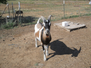 Our Buck Elvis