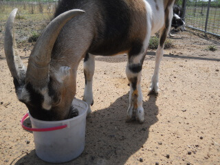 Our Goat Elvis with Snake Bit Leg