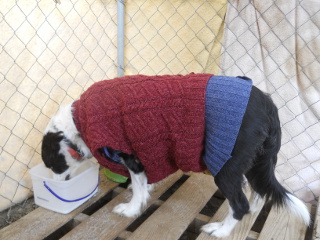 Our Dog Nessa's Winter Coat