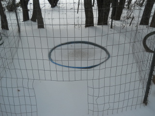 Geese Pond Frozen Over