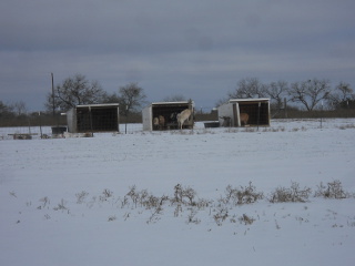 Sleet - View of Goat Sheds