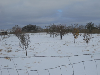 Sleet - View of Orchard