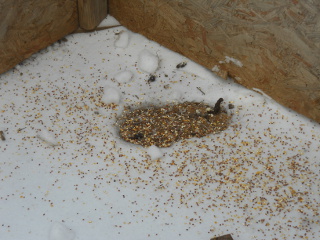 A Chicken Winter Weather Hideout