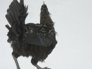 Winter Weather Chicken Escapee