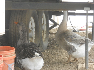 Our Geese Augie/Gigi