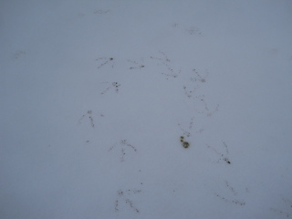 Geese Footprints in the Sleet