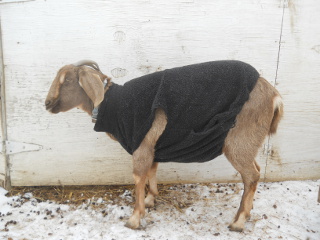 Our Goat Annie's Winter Coat