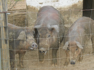 Fred the Duroc Boar with His Female Friends