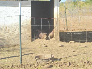 Duroc Boar Fred and Gilt Wilma Lounging Together