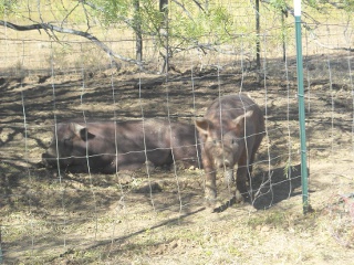 Duroc Boar Fred and Gilt Wilma