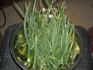 Garden 2009 Picked and Clipped Onion Greens