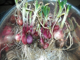 Garden 2009 Picked and Clipped Onions