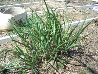 Garden 2009 Growing Onion Greens