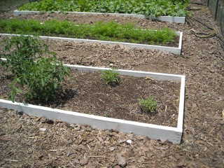 Spring Garden 2010 Tomatoes from Previous Year