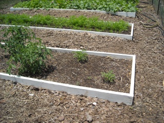 Spring Garden 2010 Tomatoes from Previous Year