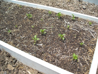 Spring Garden 2010 Bell Peppers Growing from Seed