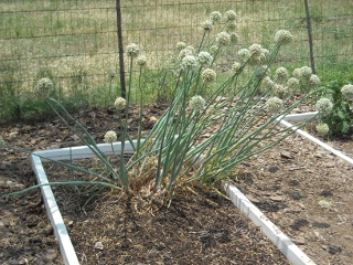 Spring Garden 2010 Onions from Spring Garden 2009