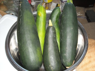 Spring Garden 2010 Zucchini Harvest