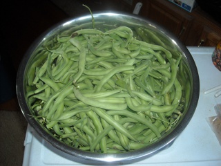 Spring Garden 2010 Bowl of Freshly Picked Green Beans