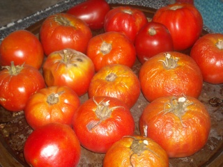 Spring Garden 2010 Tomatoes