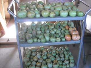 Spring Garden 2010 Fall Tomato Crop on Rolling Cart Shelves