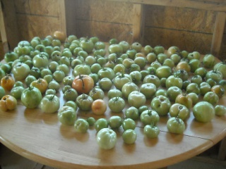 Spring Garden 2010 Fall Tomato Crop on Table