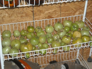 Spring Garden 2010 Fall Tomato Crop on Another Rolling Cart Shelf