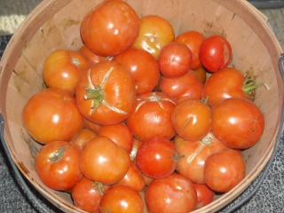 Spring Garden 2010 Fall Tomatoes Ripened in Basket