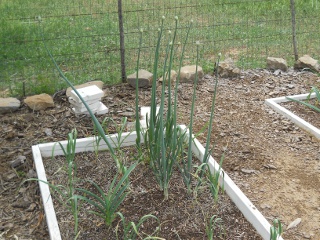 Garden Spring 2012 Green Onions