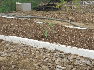 Garlic from Last Year in Spring 2012 Garden Bed