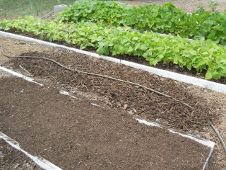 Mulch Bed and Walkway Mulch After Sifting