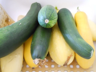 Squash and Zucchini from the Garden